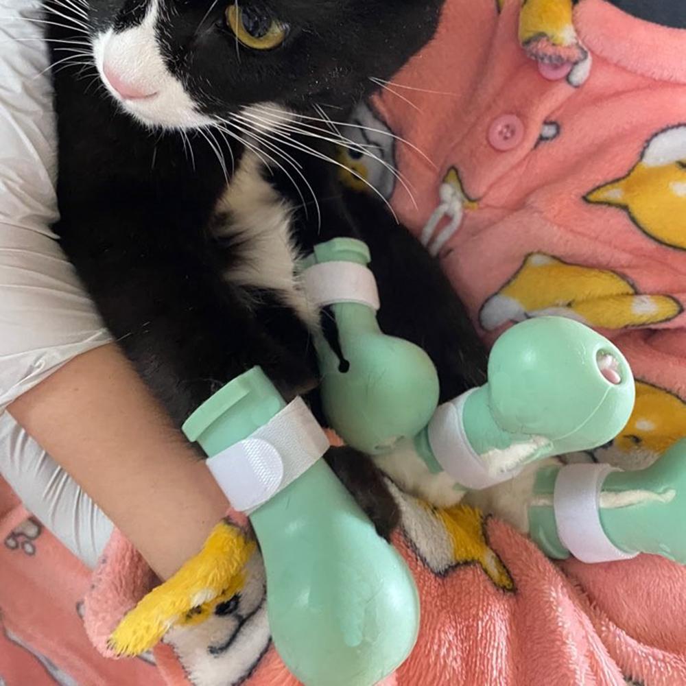 Set 4 Găng Tay Hình Móng Mèo AUGUSTINA