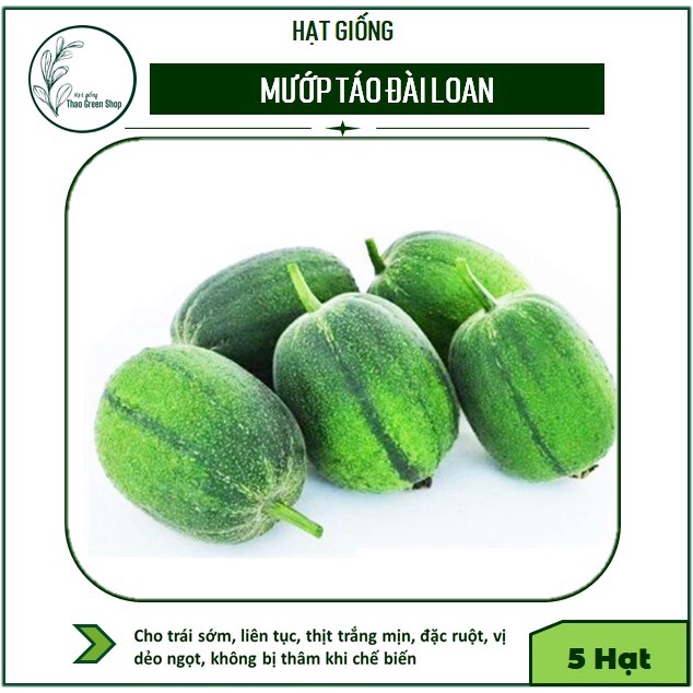 Hạt giống mướp Táo Đài Loan giòn, ngọt, đặc ruột - 5 hạt