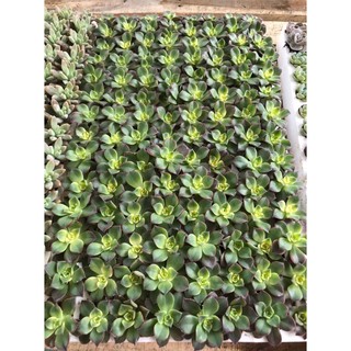 01 Cây Sen Đá size mini 3-5cm cây khoẻ đẹp