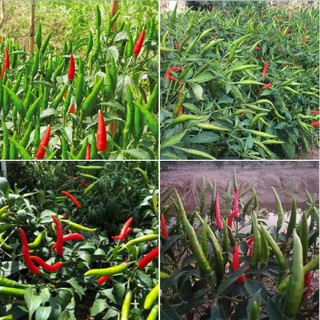 Hạt giống Ớt chỉ thiên (rất cay) – 30Hạt