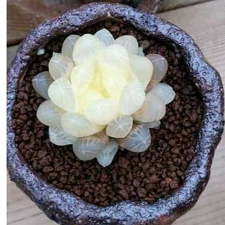 Hạt Giống Sen Đá Nhiều Loại (20 hạt) - Đức