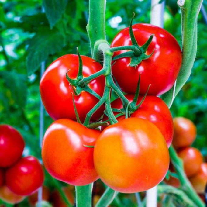 Hạt giống cà chua siêu trái (tặng phân)