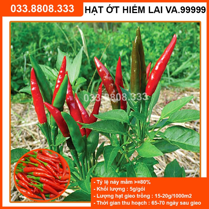 [Chính hãng] Hạt giống Ớt Hiểm Lai F1 VA.99999 ( gói 5gram ) - năng suất cao, quả to đẹp
