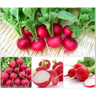 Hạt giống Củ cải đỏ