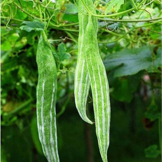 5 Hạt giống quả lặc lè sai quả ( mướp mèo- nắc nẻ- lặc lày- mướp nhật)