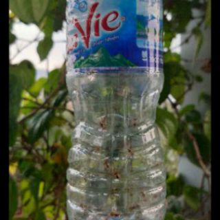 1 ống dẫn dụ RV (ống 2ml)