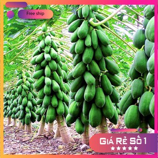 Hạt giống Đu đủ ruột gấc