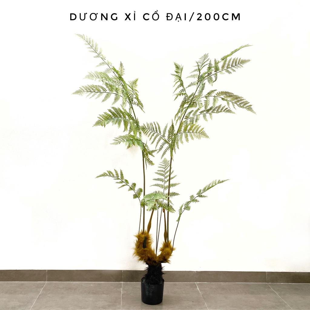 Dương xỉ cổ đại [ Cây công trình - Cây nội thất ]