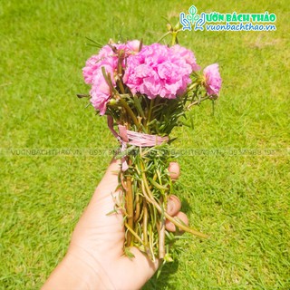 100 Cành Hoa Mười Giờ