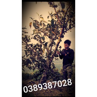 cây ngái giống(sung dai,sung rừng)