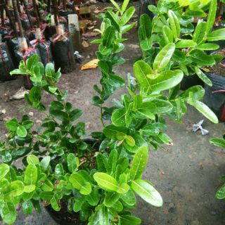 cây giống si rô cây đẹp,nhiều nhánh, cao 60-90 cm.