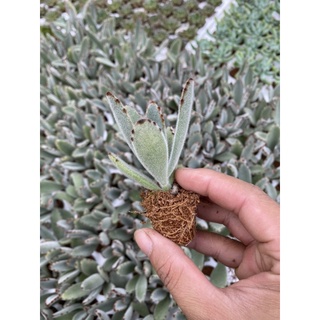 Sen đá vỉ Nhung Viền Đen🌵🌵🌵