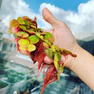 Cây bèo rễ đỏ thủy sinh
