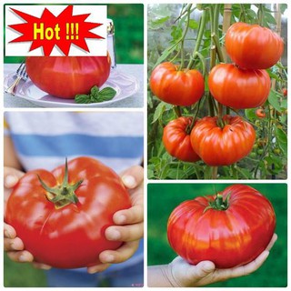 Hạt giống Cà chua khổng lồ 1kg (20 hạt)