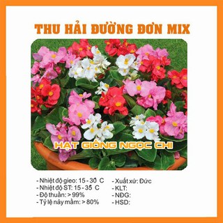 Hạt Giống Hoa Thu Hải Đường Đơn Mix - 10 Hạt