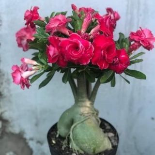 Sứ thái kép hàng gieo hat