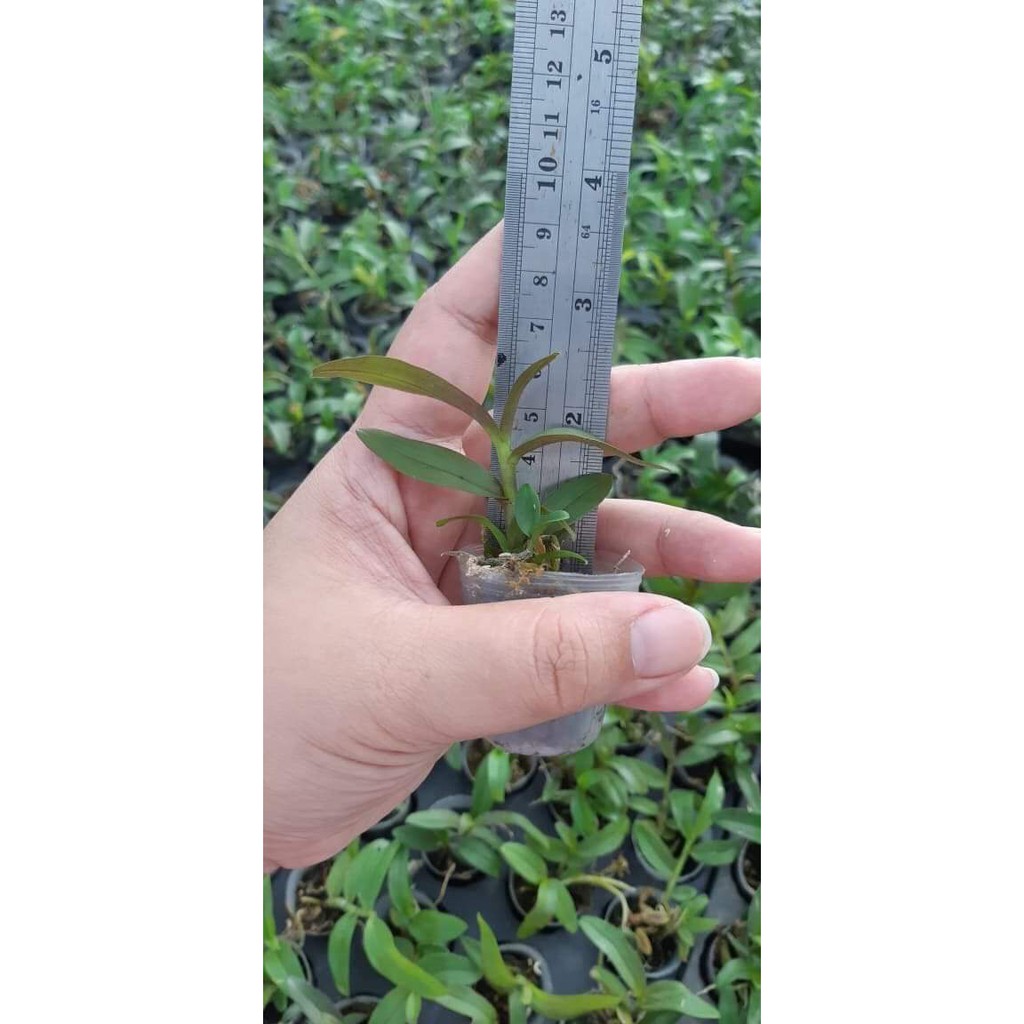 hoa phong lan - 5ct gieo hạt | BigBuy360 - bigbuy360.vn