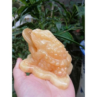 Cóc thiềm thừ hoàng long
