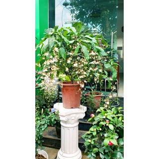 Combo 2 cây dạ ngọc minh châu giống đang nụ và hoa
