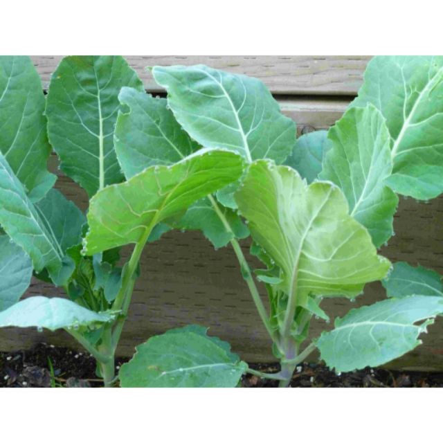 Hạt Giống Súp Lơ Trắng/ Bông Cải Trắng  - Dinh Dưỡng, Năng Suất luckyseed hạt siêu rẻ