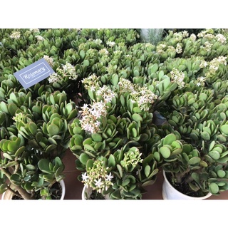 Ngọc Bích chậu lớn