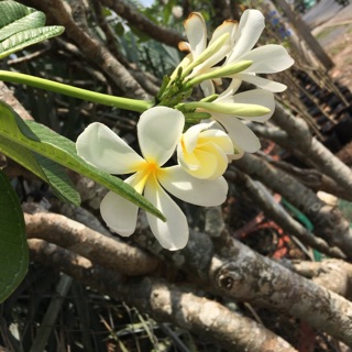 Cây hoa sứ đại trắng rất thơm