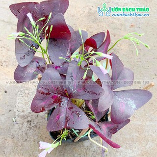 Cây Bướm Đêm, Cây Chua Me Đất Lá Tím