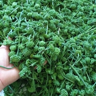 Nụ hoa tam thất bắc hà giang 500g