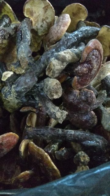 250G NẤM LIM XANH MỘC SƠN( HÀNG RỪNG)