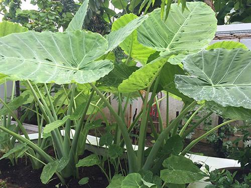 Dọc Mùng  - Chậu Rau Giống + Tặng 02 cây nhót ngọt