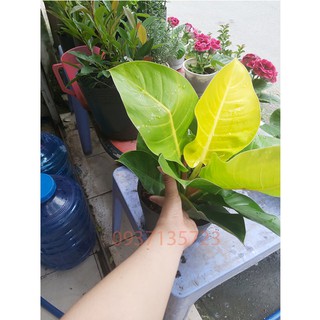 Cây Trầu Bà Đế Vương Vàng