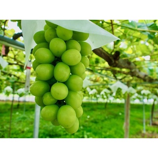 CÂY GIỐNG NHO MẪU ĐƠN [ GIỐNG GHÉP - 100% GIỐNG NHO NHẬP KHẨU ]