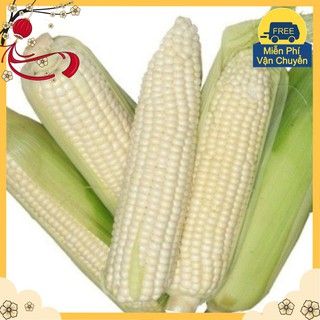 Hạt Giống Ngô Nếp