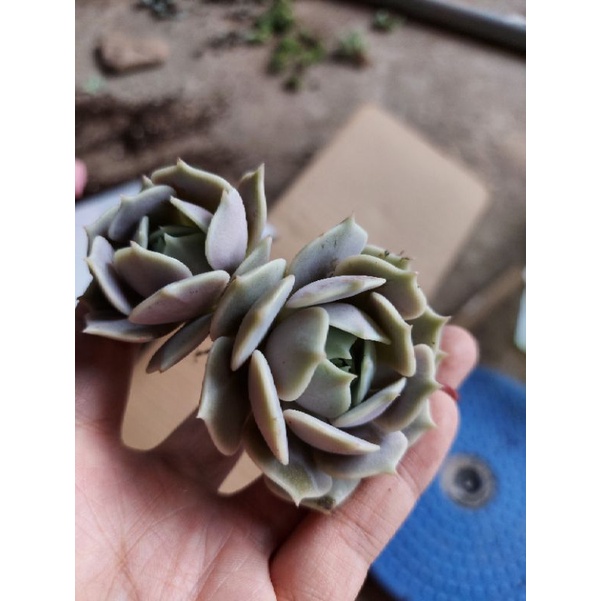 Sen đá lola thụ 2 đầu