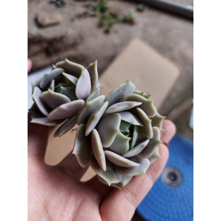 sen đá lola thụ 2 đầu