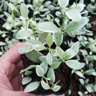 Chậu hạt dưa giống mix tiểu cảnh