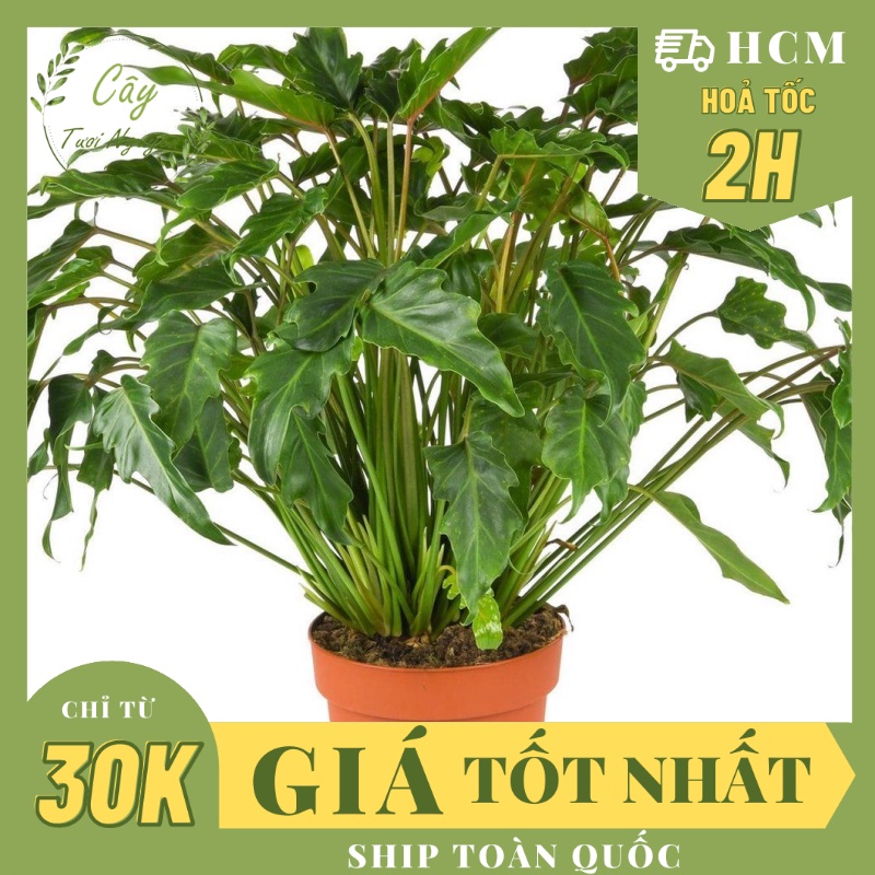 CÂY TRẦU BÀ CHÂN VỊT ,, phong thuỷ để bàn mini GIÁ RẺ, lọc không khí, Cây Tươi Nguyên CTN0560
