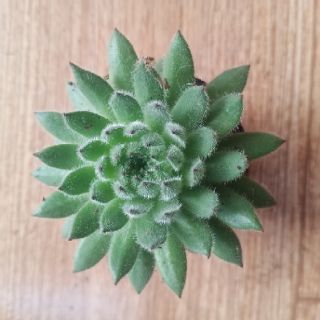 9 Loại sen đá Phật Bà