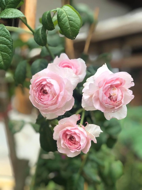 Gốc Hoa hồng ngoại đủ màu bao chuẩn màu đẹp.