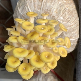 Phôi Nấm Hoàng Kim 1Kg - Kèm nắp và hướng dẫn