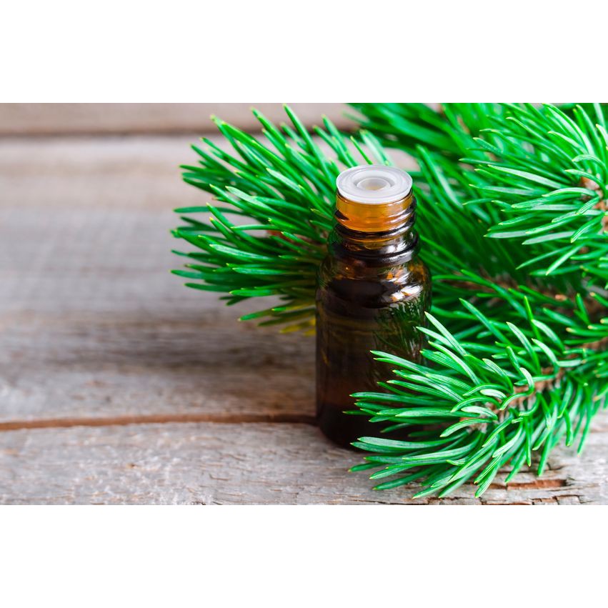 Tinh Dầu Thông Thiên Nhiên đuổi muỗi, côn trùng Turpentine Essential Oil AloAroma