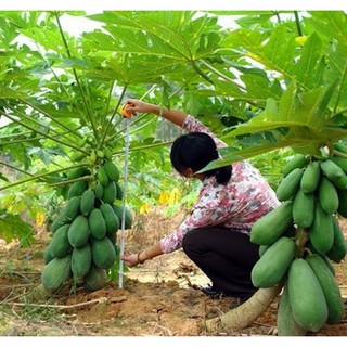 Hạt giống đu đủ lùn cao sản, siêu trái (05 hạt)