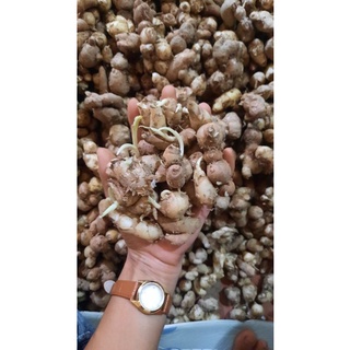 Giống củ địa liền có mầm dễ trồng 300g