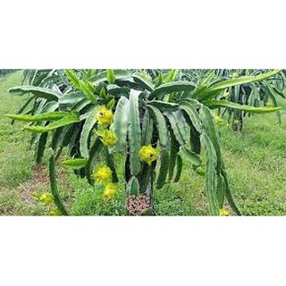 GIỐNG CÂY THANH LONG VỎ VÀNG