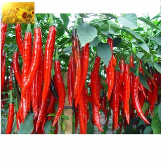 Hạt Giống Ớt Dài Ớt Đậu Đũa ( 30 Hạt)