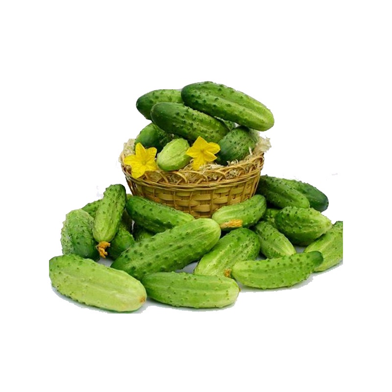 Hạt Giống Dưa Chuột Chùm Siêu Trái Gói 10H