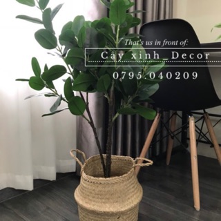 Cây Hạnh Phúc tặng giỏ cói cao cấp