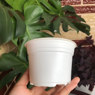 Chậu nhựa trồng cây, sen đá hai màu trắng-nâu