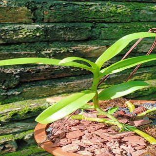Hoa lan phi điệp-5ct lâm xung(cao 20cm, bộ rễ khỏe)