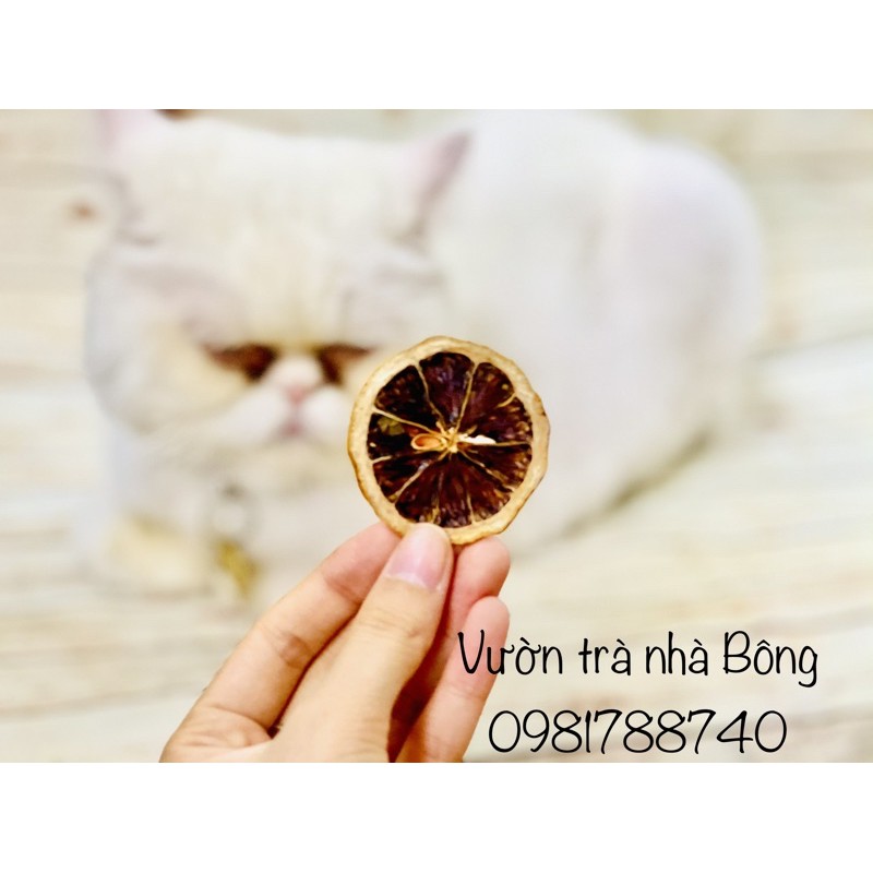 Set Chanh Sấy Decor Món Ăn, Giáng sinh, Đế Để Nến